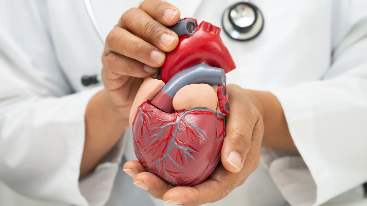 Doctor Holding Anatomical Heart Model During Cardiology Consultation